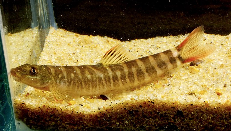 It is collected in the Garo Hills region of Meghalaya state, northeastern India.
