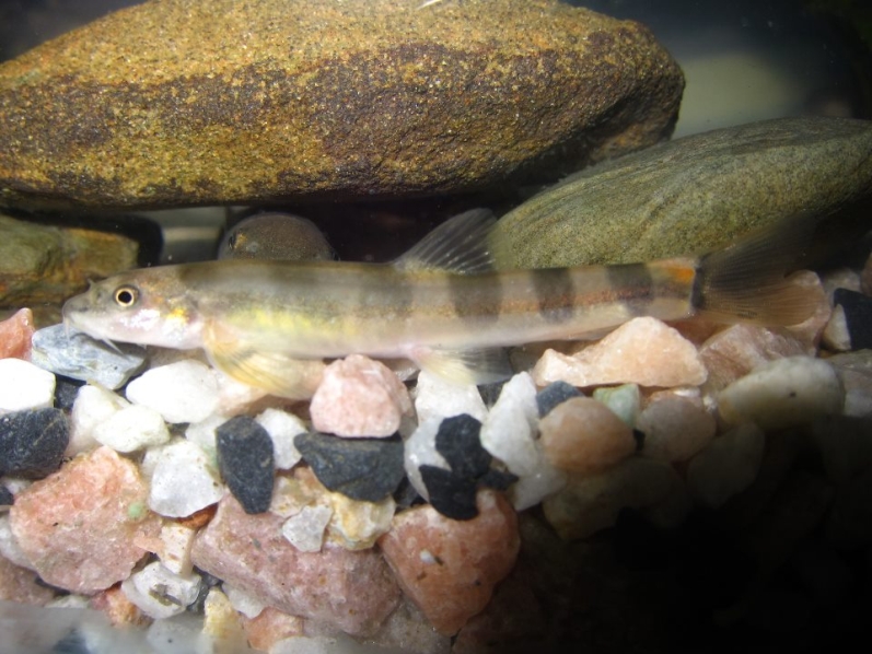 Specimen collected from the Tuiriam River, Mizoram state, northern India.