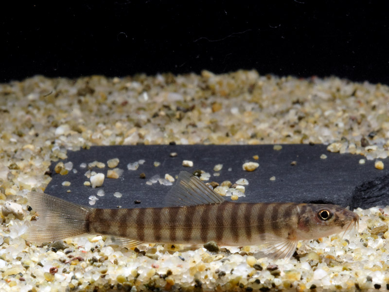 This appears to be the same species but in this individual from the Singapore aquarium trade the vertical body bars are comparatively wider.
