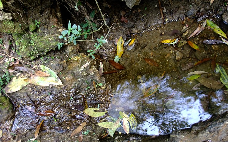 Habitat in the Siwalik Hills.