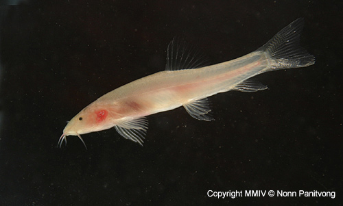 This species is not a suitable aquarium fish and is included here for interest only.