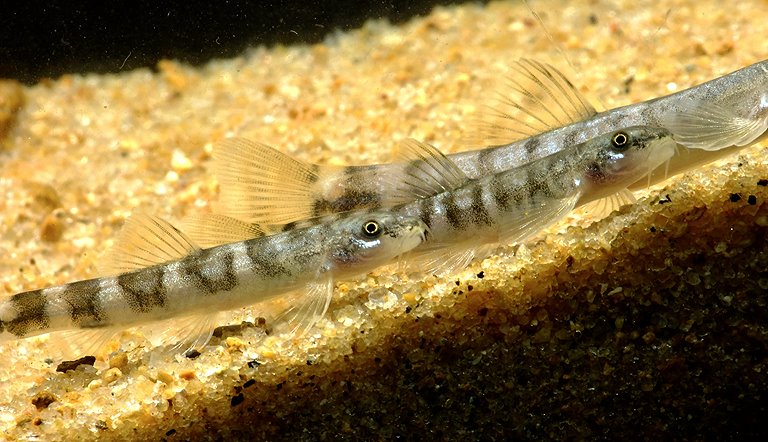 This is a small species reaching a maximum of just 40 mm SL.