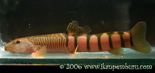 Wild-collected specimen which appears to have a damaged dorsal-fin.