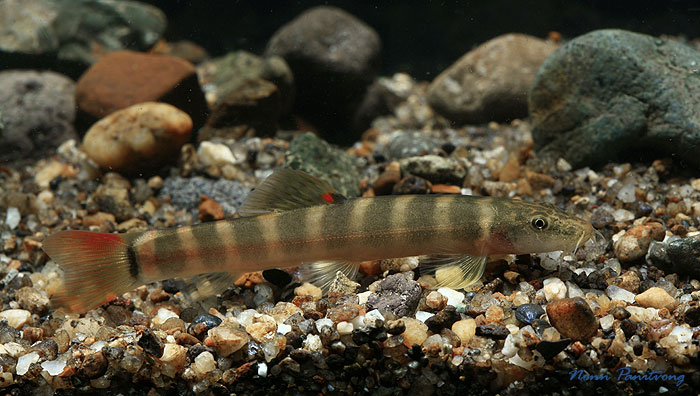 Young adult specimen from northeastern Thailand.