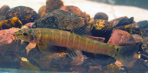 This species has 10-12 dark body bars which are often split vertically in adults.
