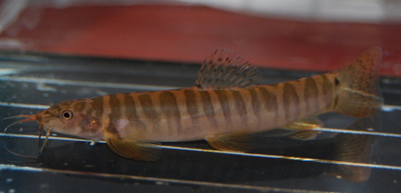Typically-patterned adult male specimen from the UK aquarium trade.