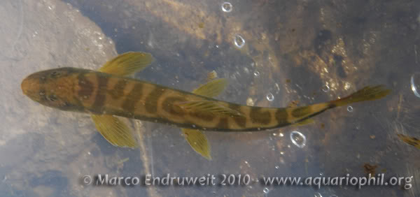 Dorsal view of mature specimen.
