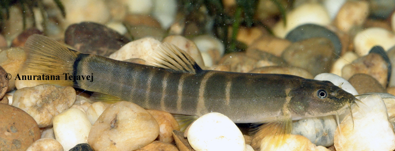 Adult individual.