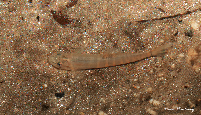 Specimen in its natural habitat, southern Thailand.