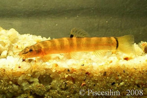 Wild-collected subadult.
