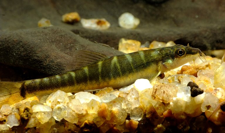 Specimen from the Rydak (aka Raidak) II River, West Bengal.