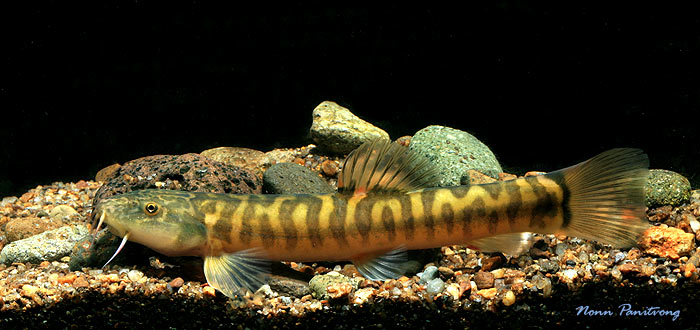 Specimen from northern Thailand.