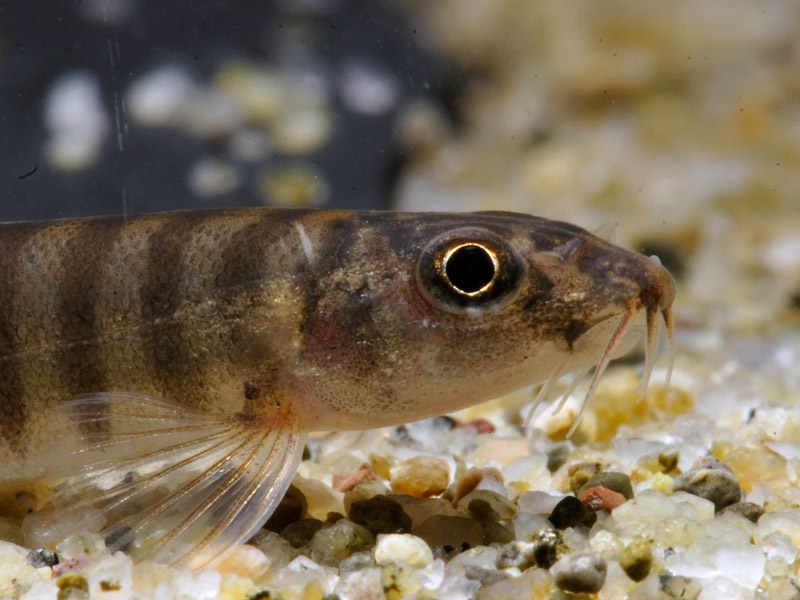 Detail of head and anterior portion of body.