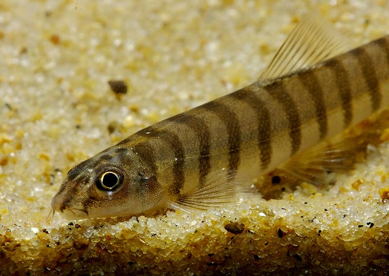 Detail of head and anterior portion of body.