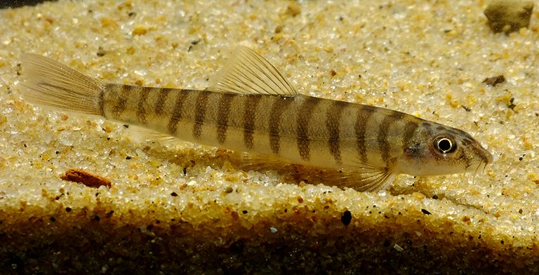 The ring loach should be maintained on a sandy substrate as it tends to bury itself for security.