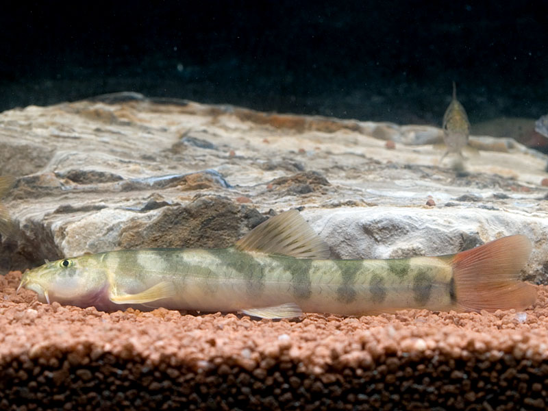 Recently-deceased specimen.