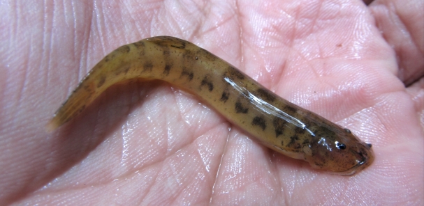 Not all the candiru's relatives are parasitic. This is Trichomycterus zonatus (Eigenmann, 1918)