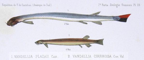 Drawing of Vandellia spp. from Cuvier & Valenciennes 1846.