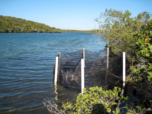 One of the artificial enclosures in Crescent Pond, San Salvador, where field research was carried out