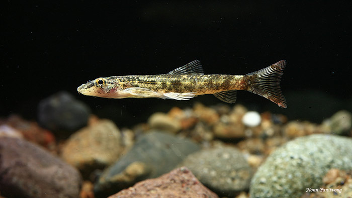 Juvenile specimen from the Chao Phraya river drainage, Thailand.