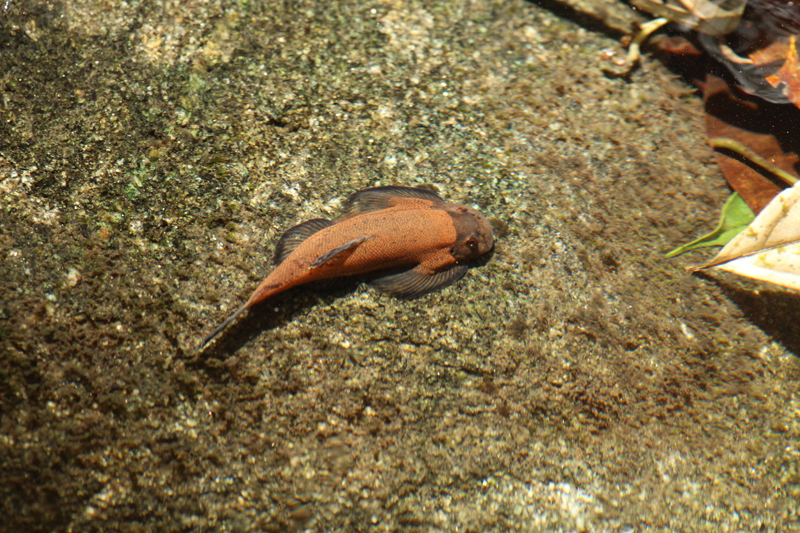 Adult specimen of the orange colour form in its natural habitat, Sabah state, Malaysia (Borneo).