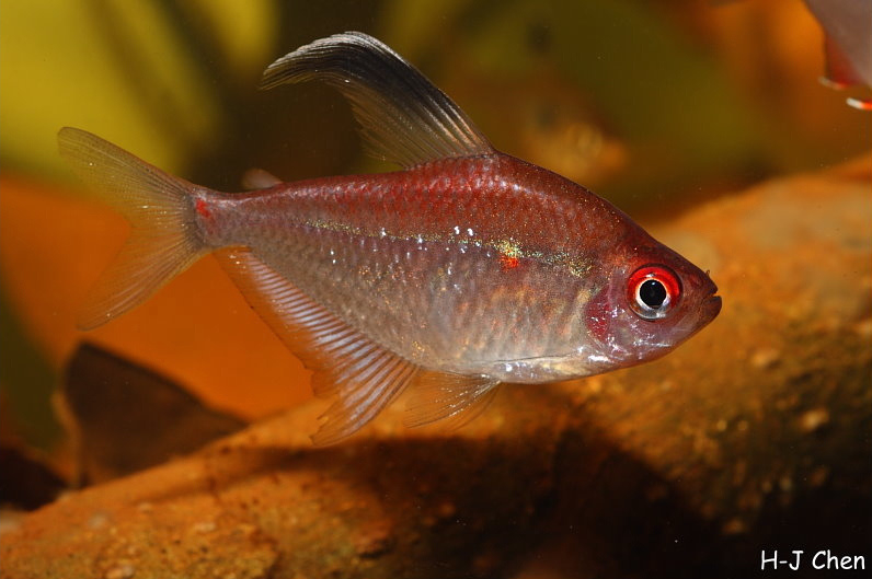 This species can be told apart from other 'bleeding heart' tetras by the presence of red pigmentation in the upper body.