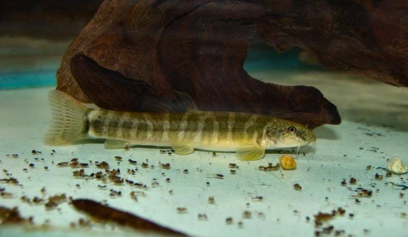 The identity of this fish is unclear.