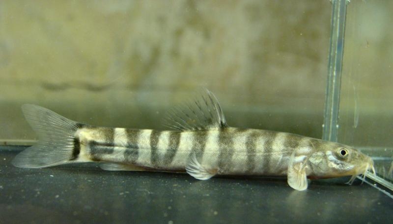 This fish has been traded as Schistura scaturigina...