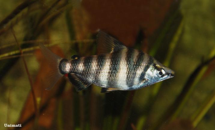 Adult individual.