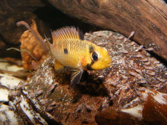 Adult female in broodcare colour pattern with her free-swimming fry.