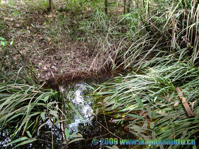 Habitat in Kalimantan Barat province, Indonesian Borneo.