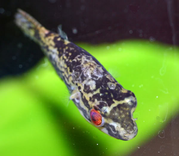 Adult female.