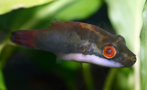 Adult male.