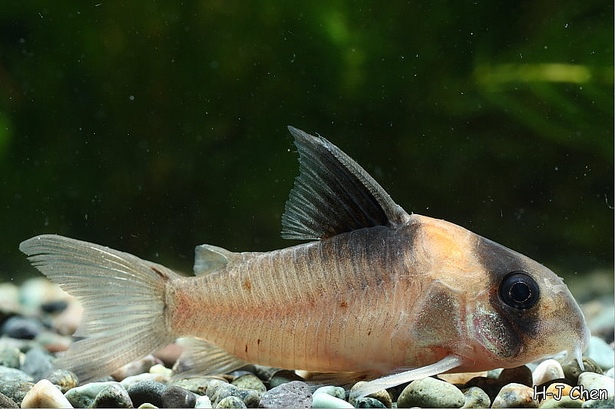 This species has a yellowish, rather than orange patch of pigmentation anterior to the dorsal-fin.