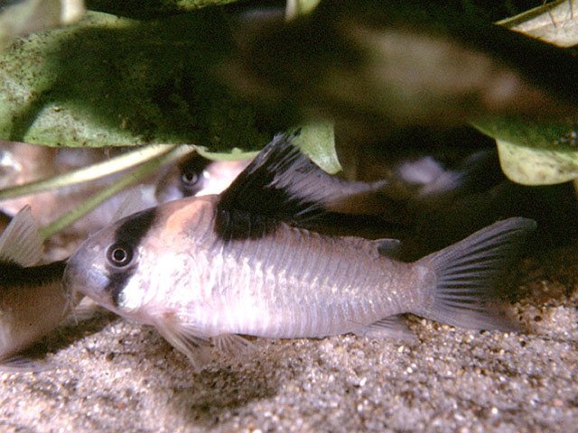 Adult female.