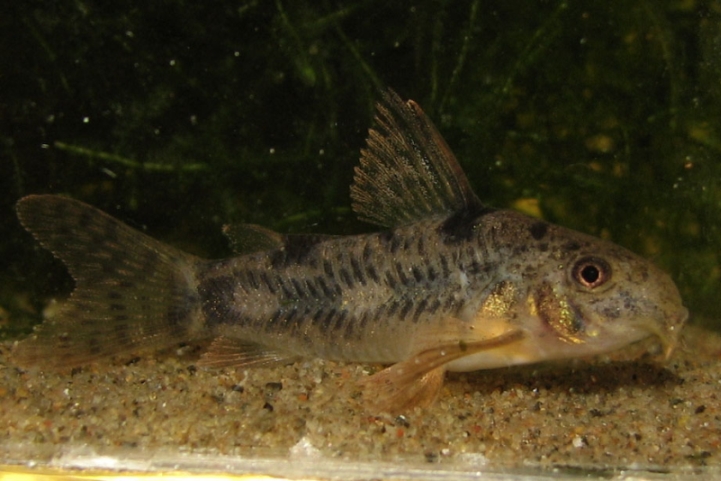 Young, captive-bred adult specimen.