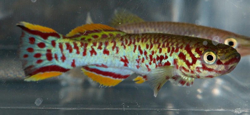 Adult male; Makurdi population.