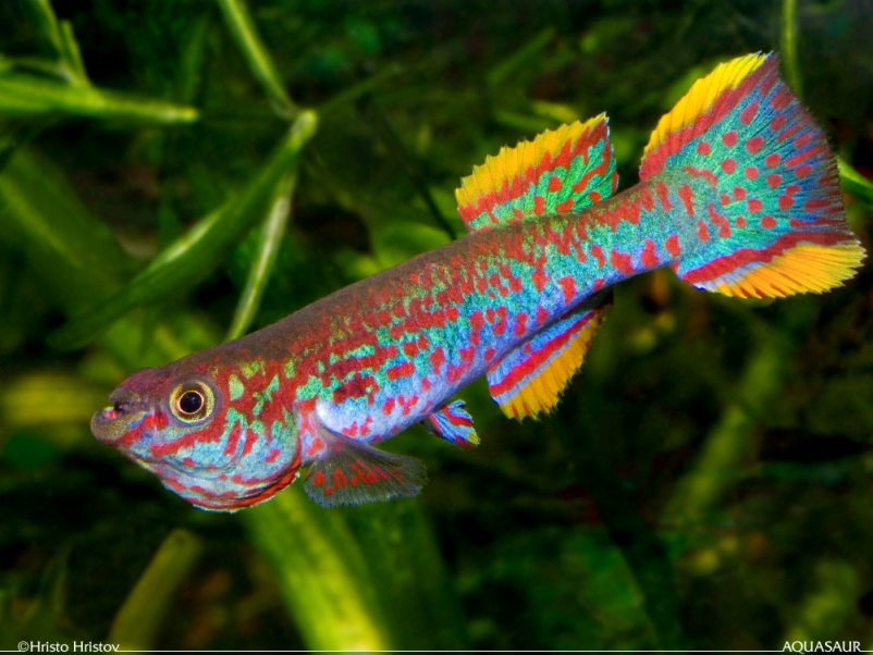 Adult male of F. g. nigerianus; aggressive mood.
