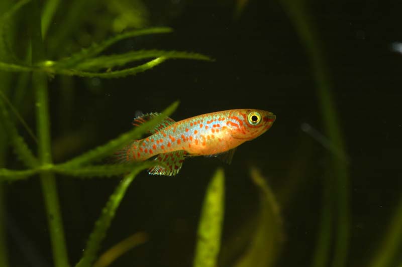 Subadult male measuring approximately 15 mm TL.