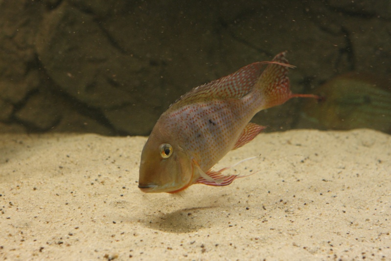 Mouthbrooding adult specimen from the rio Negro, Brazil.