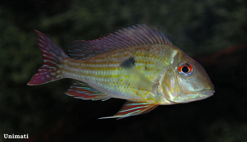 Specimen imported from the Río Orinoco.