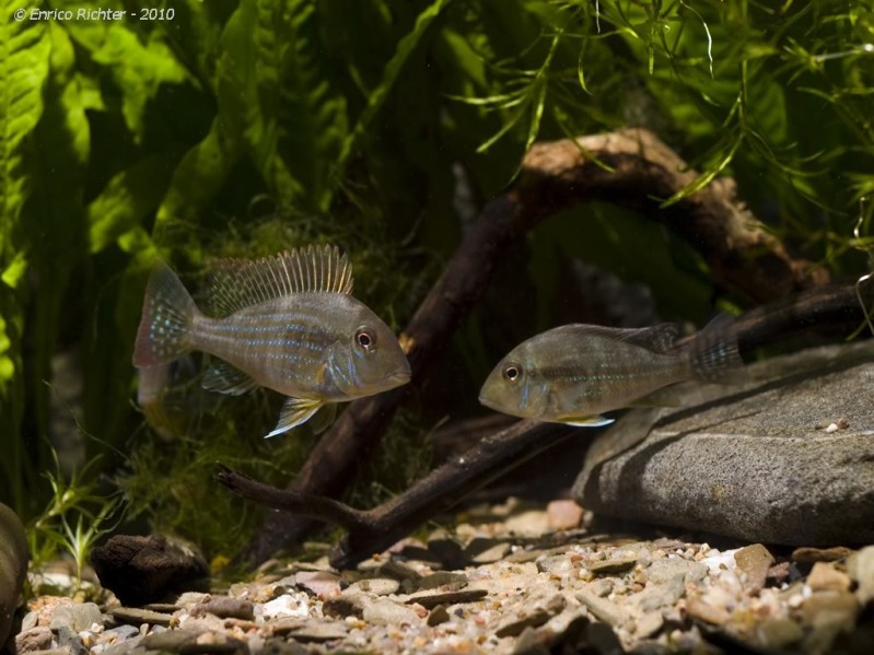 Young specimens collected close to Porto Franco, lower rio Tocantins basin, Maranhão state, Brazil.
