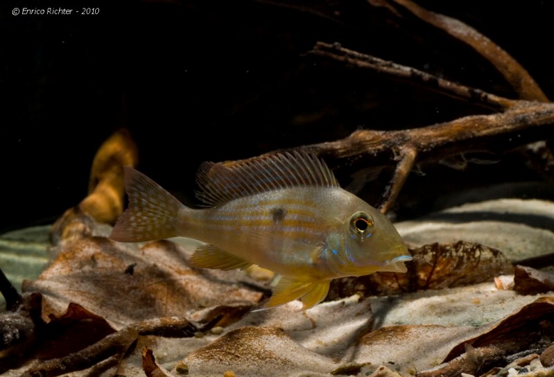 Young adult from Porto Franco.