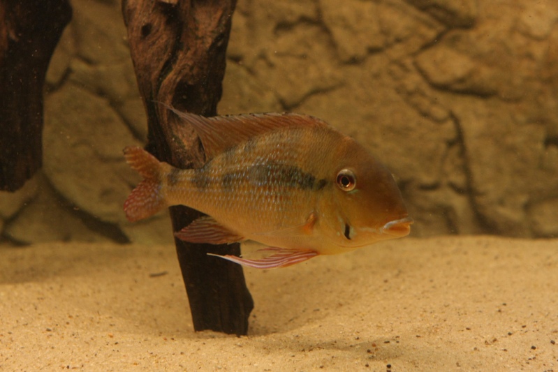 Another specimen beginning to display its flank bars.