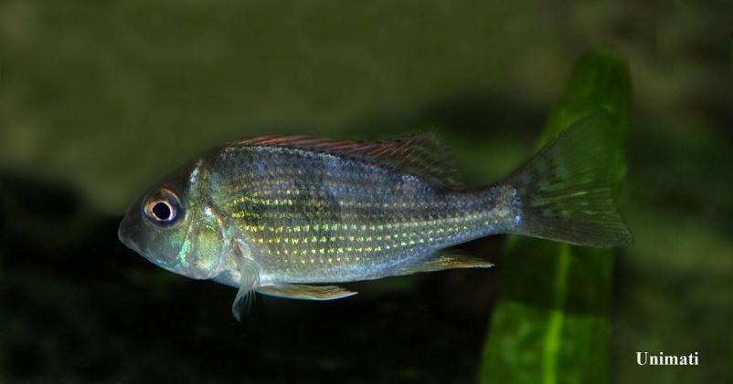 Young specimen.