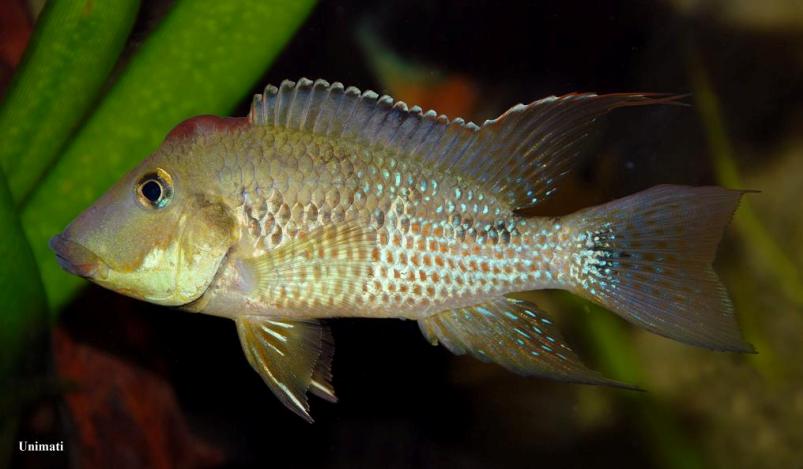 Another adult male.