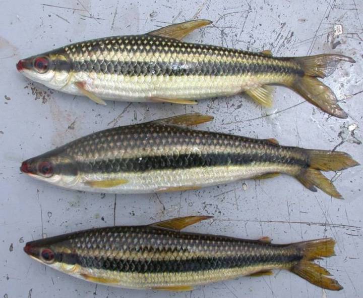 Specimens from the rio Guaporé near Vila Bela da Santissima Trindade, Mato Grosso state, Brazil.