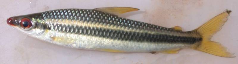 Specimen collected from the rio Madeira in the vicinity of Porto Velho, Rondônia state, Brazil.