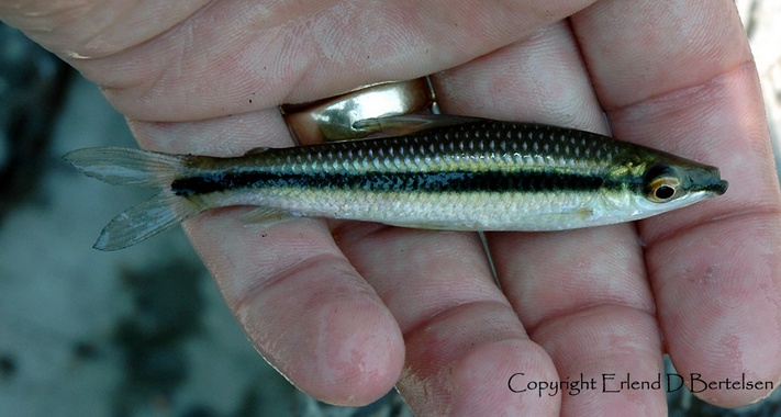 Freshly-collected specimen from the rio Nanay close to Iquitos, Peru.