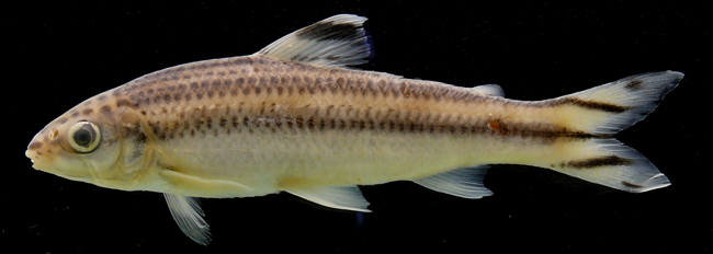Subadult measuring 72 mm SL from the upper Río Yuruá, Peru.